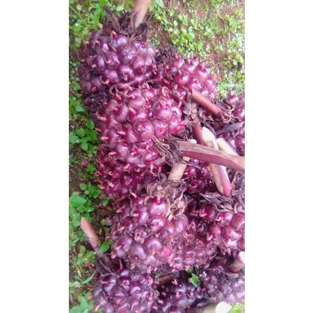 

honje laka/honje merah 1 kg R2