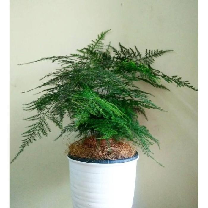 Tanaman pakis asparagus - tanaman hias - tanaman pakis asparagus