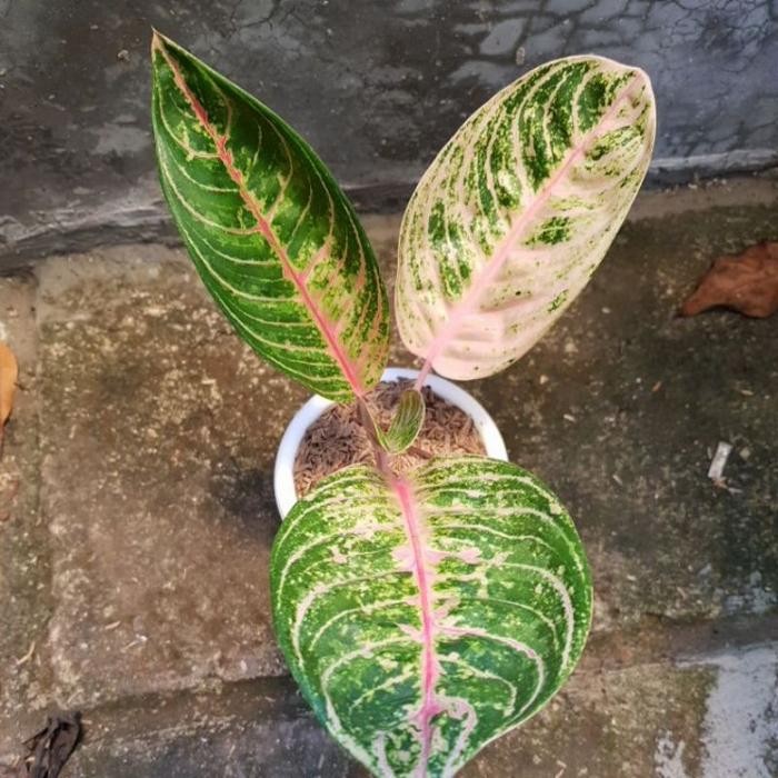 Aglonema Madam Suroyo Real Pict