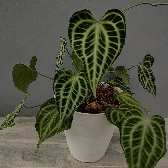 anthurium king clarinervium original