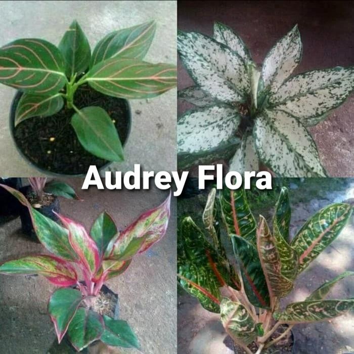 Paket Hemat Aglonema - Paket Aglonema Murah