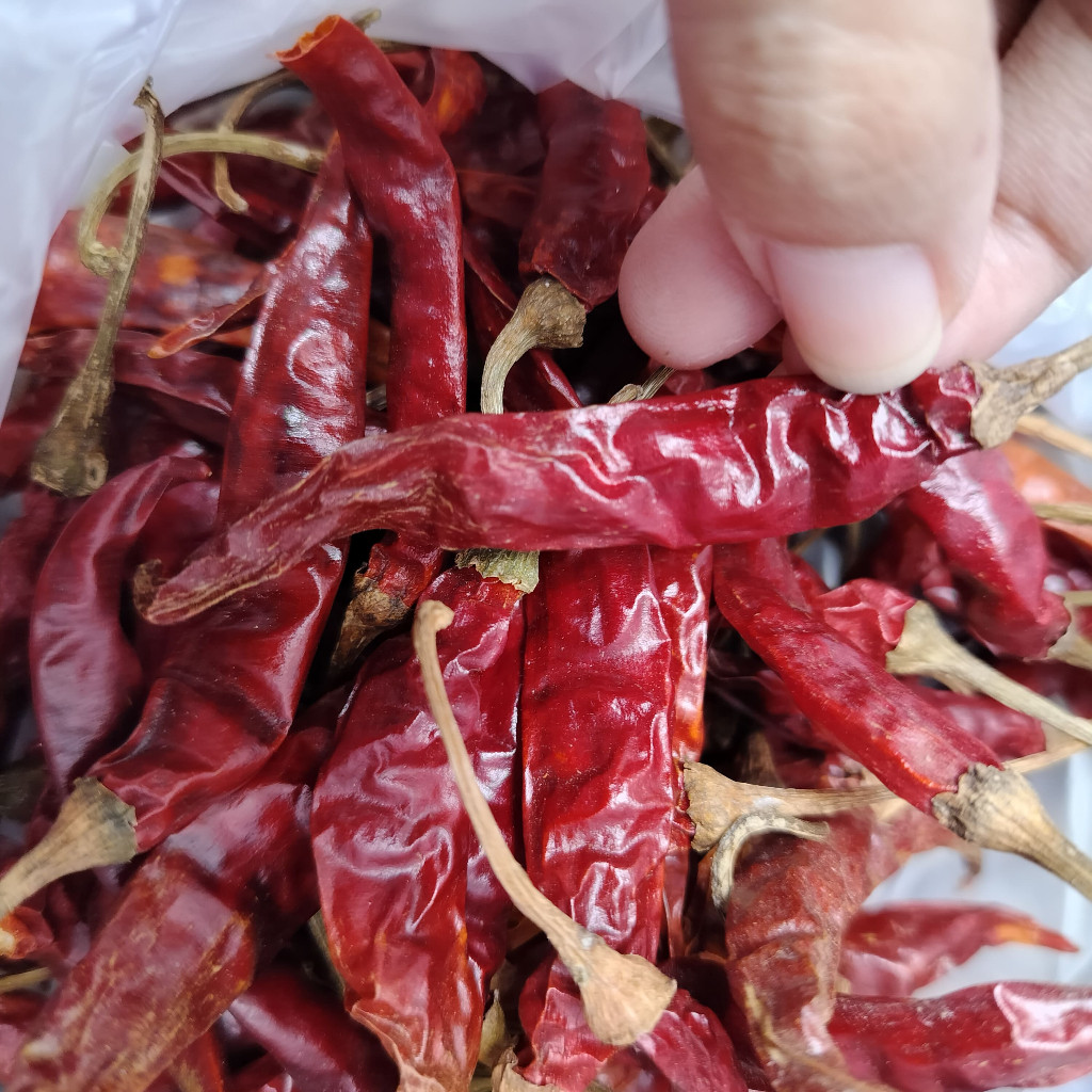 

Cabe Teja Kering Rempah Organik| Cabe Rawit Extra Pedas Dengan Tangkai