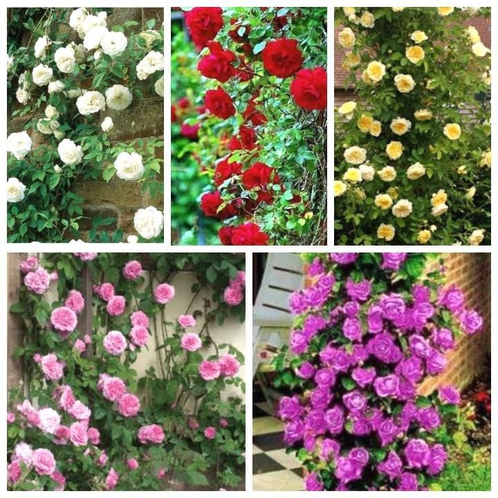 paket 5 tanaman bunga mawar rambat/tanaman mawar rambat/tanaman hidup