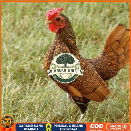 

Telur ayam serama / kate batik italy kanada fertil siap tetas UD ANEKA BIBIT ID