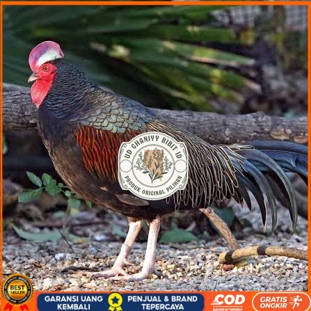 

Telur ayam hutan x jawa / telur ayam hias / telur fertil siap kirim UD GHANIYY BIBIT ID