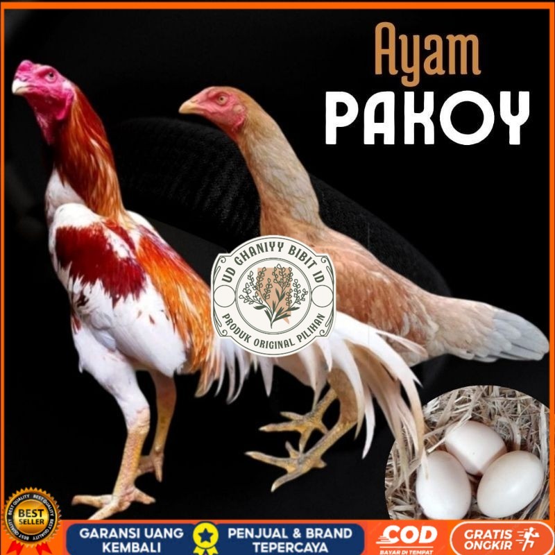 

telur ayam pakhoy ori thailand petarung untuk di tetaskan UD GHANIYY BIBIT ID