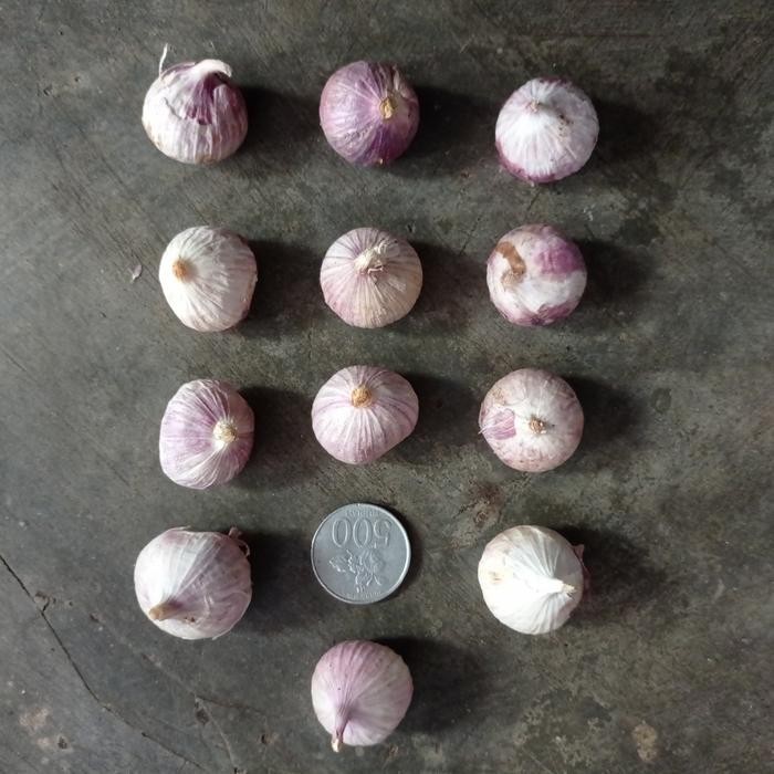 

Bawang Putih Tunggal | Bawang Lanang 1 Kg - Besar Tersortir Terbaik