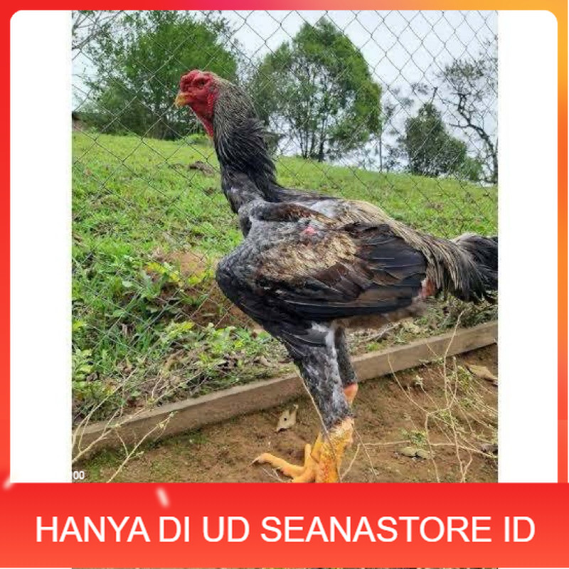 

TELUR AYAM GORDZILA F1 INDUKAN TERSELEKSI UNTUK DI TETASKAN UD SEANASTORE ID