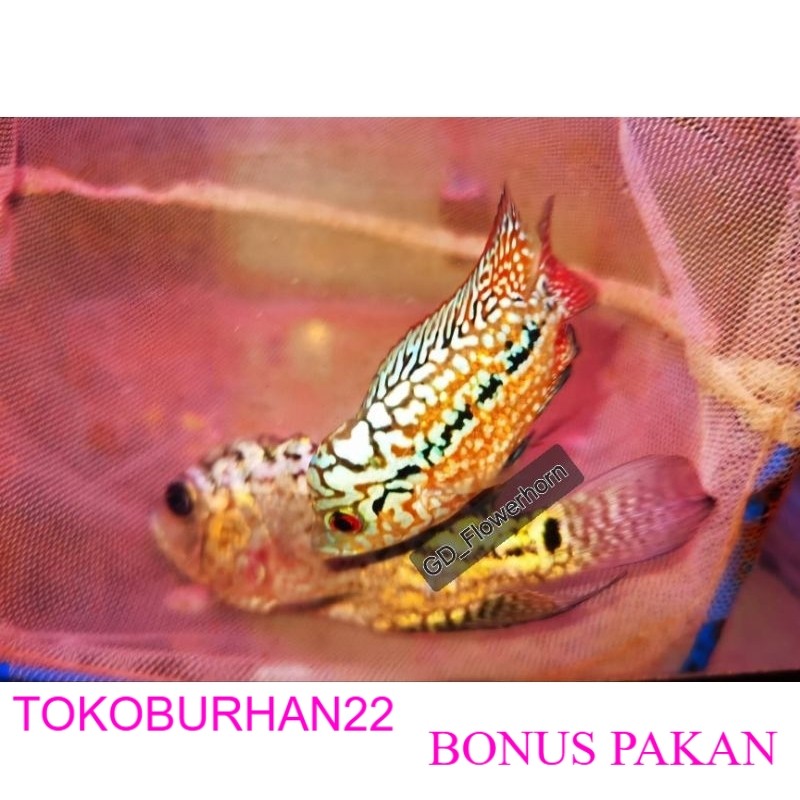 Paket Sepasang Burayak Louhan Kamfa V8 Thailand BONUS PAKAN