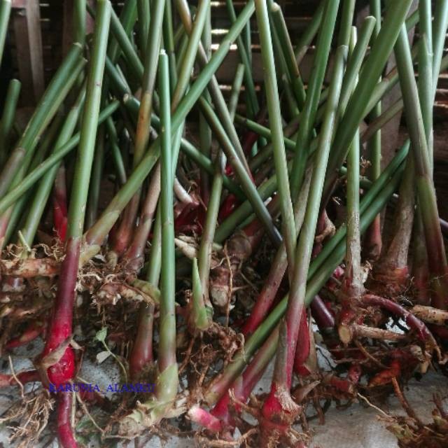 Readyy Bibit tanaman  kapulaga 1kg pohon kapol jenis lokal jawa siap tanam