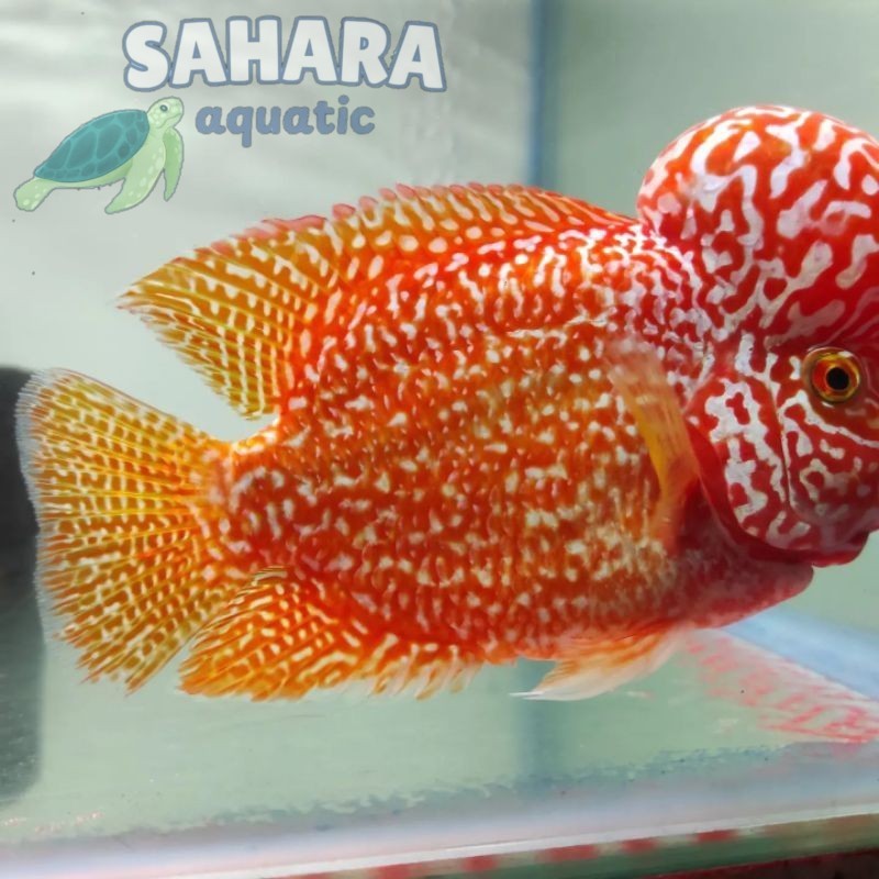 Hiasan aquascape Lampu GB golden base lohan 7-8 cm louhan kuning berkualitas bergaransi berkualitas