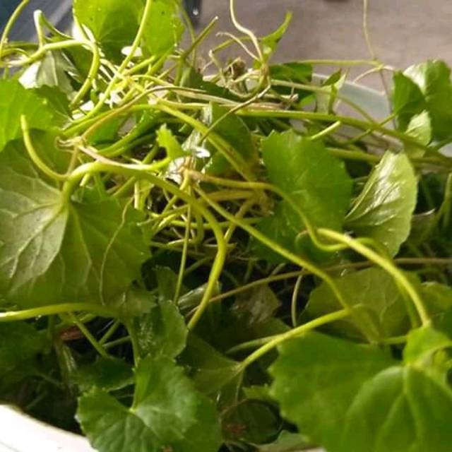 

Nurdayat Antan/Daun pegagan segar,(500gram)/ daun tapak kuda segar antanan Terbaik terlaris termurah