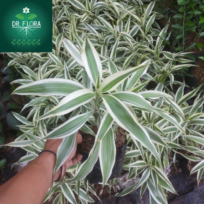 tanaman hias sri rejeki list putih - sri rejeki bambu hoki