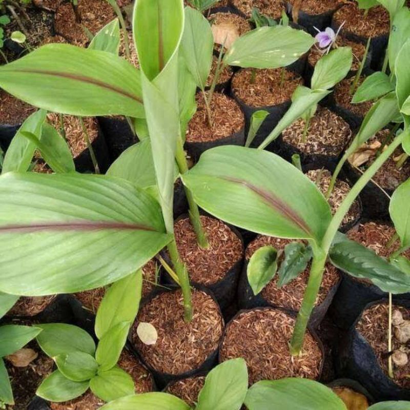 

bibit temu putih/kunyit putih sudah tumbuh siap tanam AF