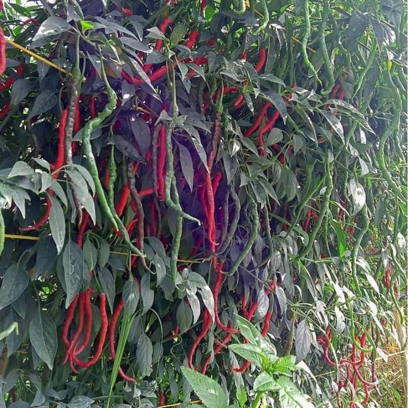 Benih Bibit Biji Super Cabai Startop 2000 Biji Cabe Keriting Unggul Tahan Virus Penyakit Patek