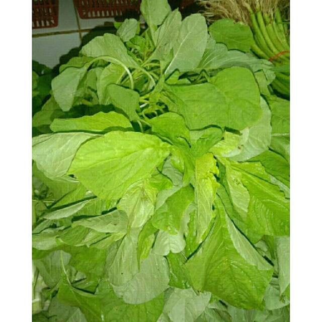 

Bayam/Spinach 1 Ikat Segar Nutrisi Tinggi