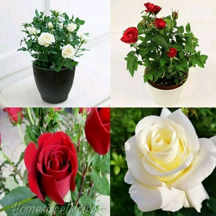 PAKET MURAH 2 MAWAR HIDUP IMPOR//BUNGA MAWAR HIDUP Terlaris COD