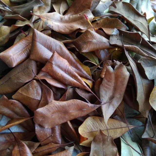 

Daun Cengkeh Kering 100 GR Kualitas Premium untuk minuman dan masakan herbal