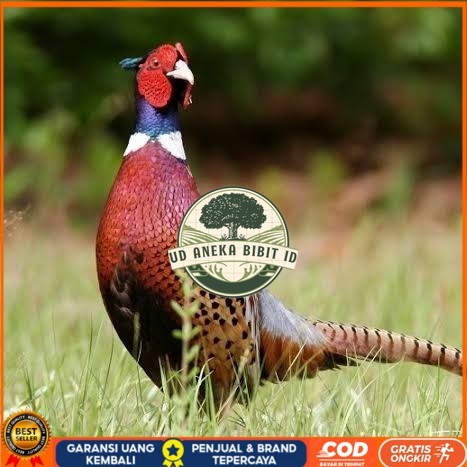 

Telur ayam ringneck pheasant green / telur ayam hias fertil siap tetas UD ANEKA BIBIT ID