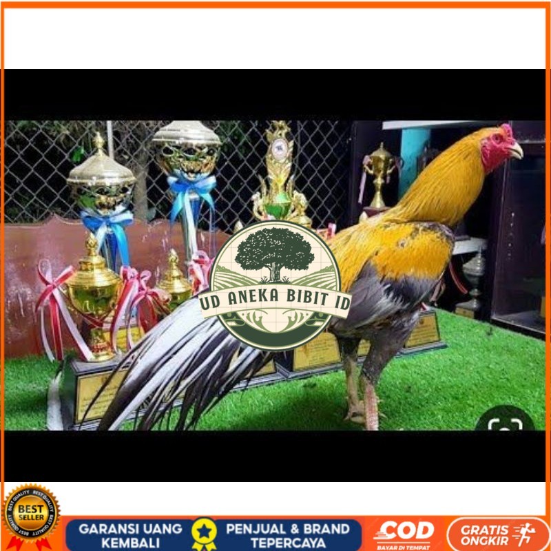 

PAKET 3 BUAH TELUR AYAM BANGKOK EKOR LIDI (FRESH) UD ANEKA BIBIT ID