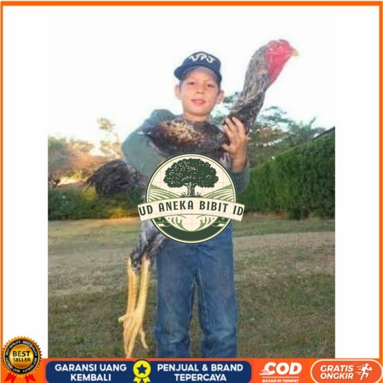 

Telur ayam gorila / gorilla jumbo fertil asli siap ditetaskan UD ANEKA BIBIT ID