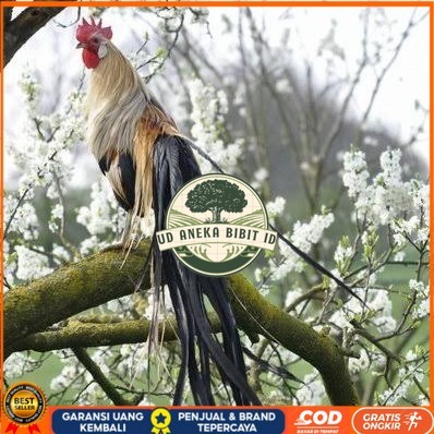 

Telur ayam phoenix onagadori / telur ayam hias fertil siap kirim UD ANEKA BIBIT ID