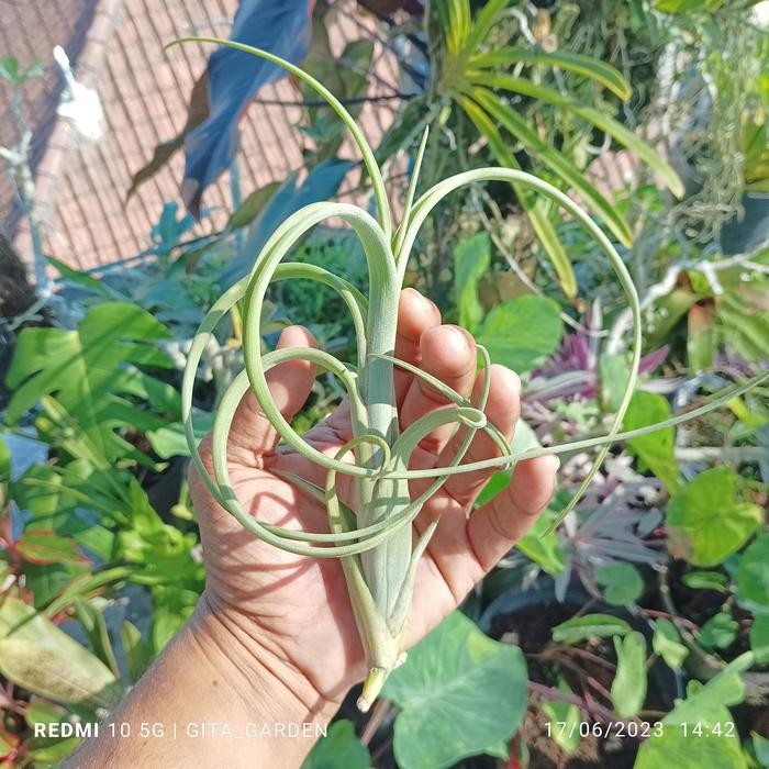 tillandsia intermedia M