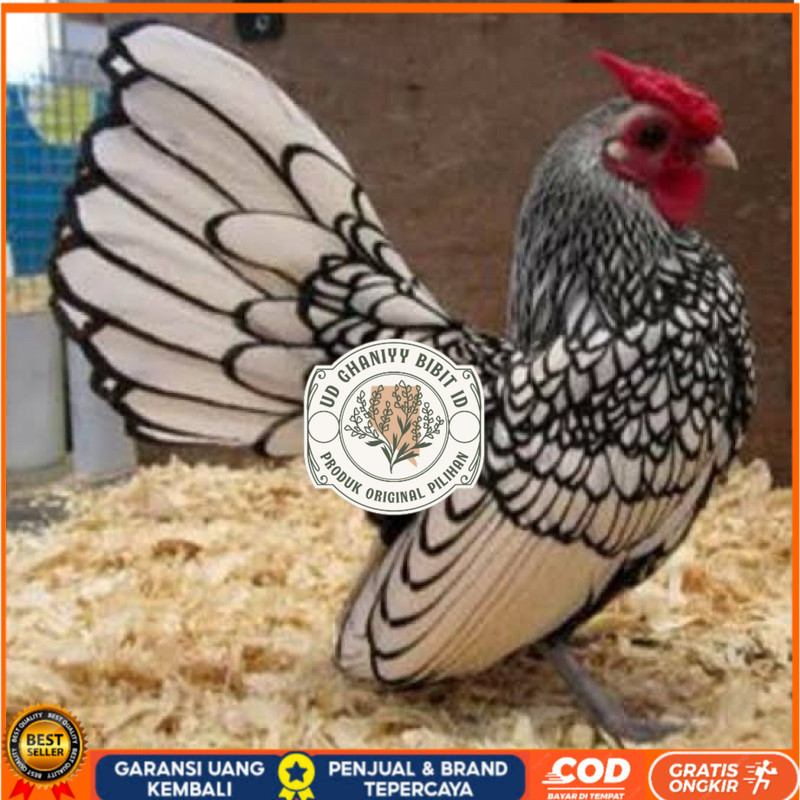 

TELUR FERTIL AYAM BATIK ITALY UNTUK DI TETASKAN UD GHANIYY BIBIT ID