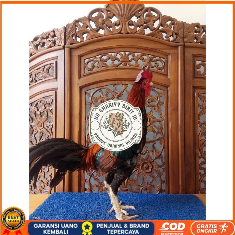 

TELUR PHAKOY MURAH FRESH FERTIL UD GHANIYY BIBIT ID