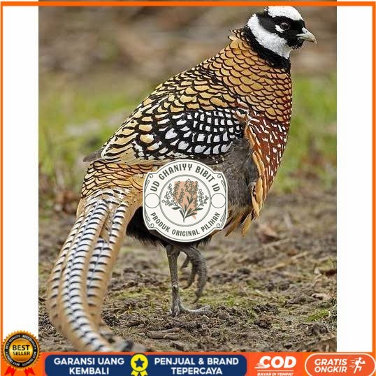

Telur ayam hias ringneck reeves pheasant fertil siap ditetaskan UD GHANIYY BIBIT ID