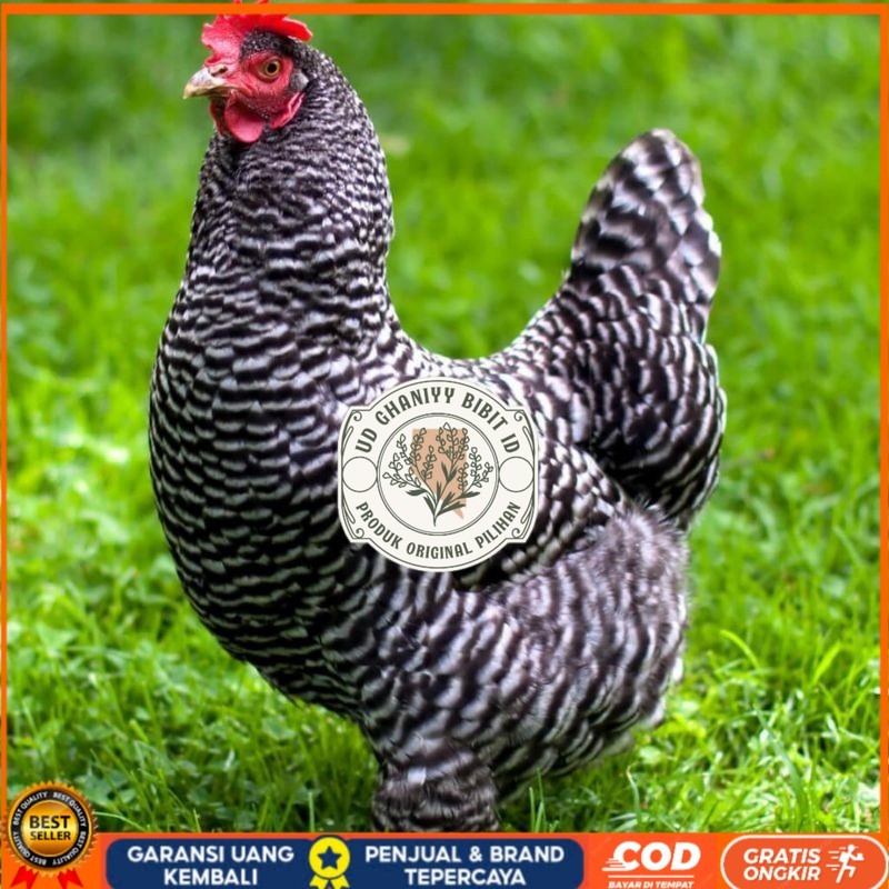 

TELUR AYAM HIAS PETELUR BARRED ROCK UNTUK DI TETASKAN UD GHANIYY BIBIT ID