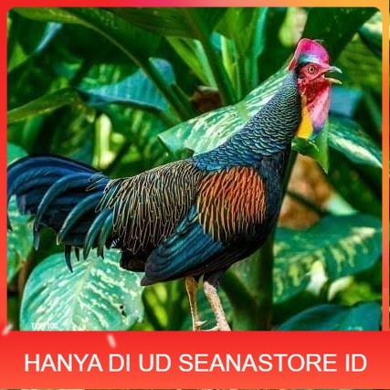 

Telur ayam hutan x jawa bekisar siap ditetaskan UD SEANASTORE ID