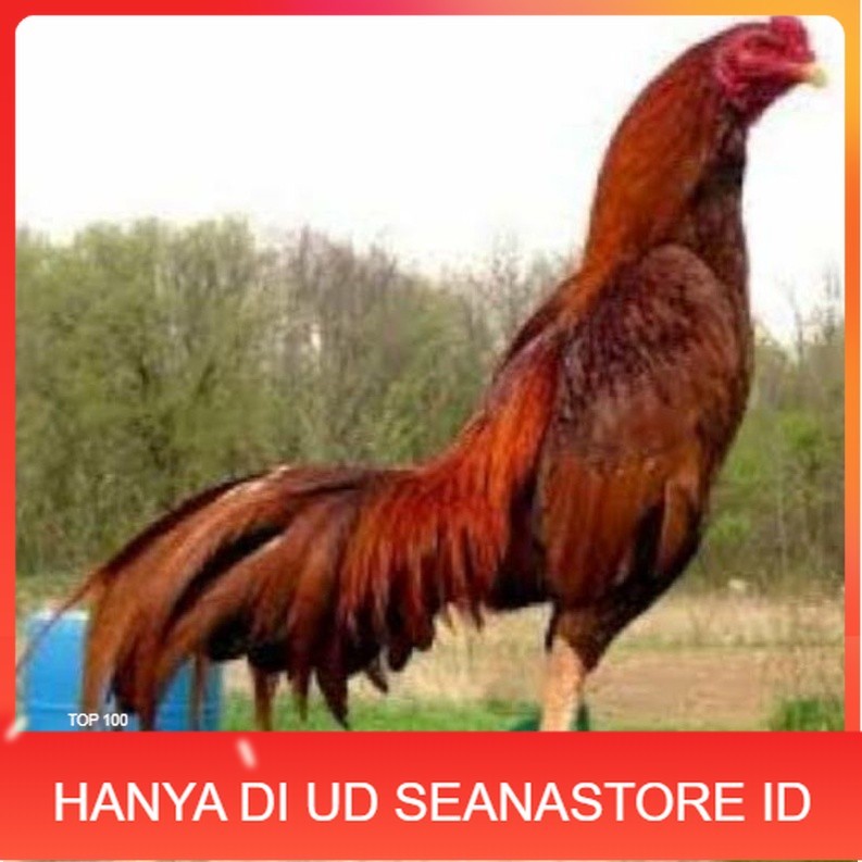 

TELUR AYAM KING PLUCKER SUPER SPEED UNTUK DI TETASKAN UD SEANASTORE ID