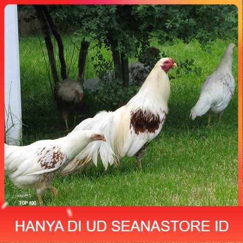 

Telur ayam hias yokohama fertil bisa ditetaskan Langsung UD SEANASTORE ID