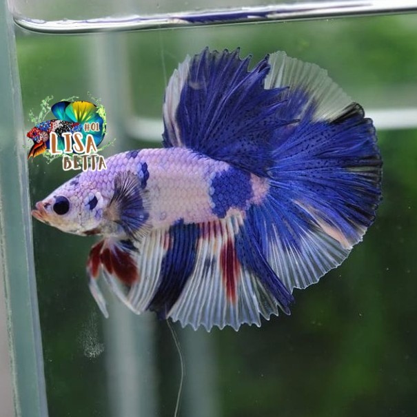 Hiasan soliter ikan cupang halfmoon blue rim clean body - marble/bocor kebutuhan aquarium
