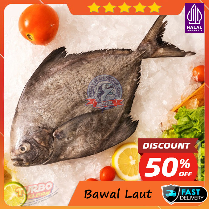 

Ikan Bawal Ikan Dorang 1 kg / Aneka Bawal Laut & Bawal Tawar Terlengkap / Termurah