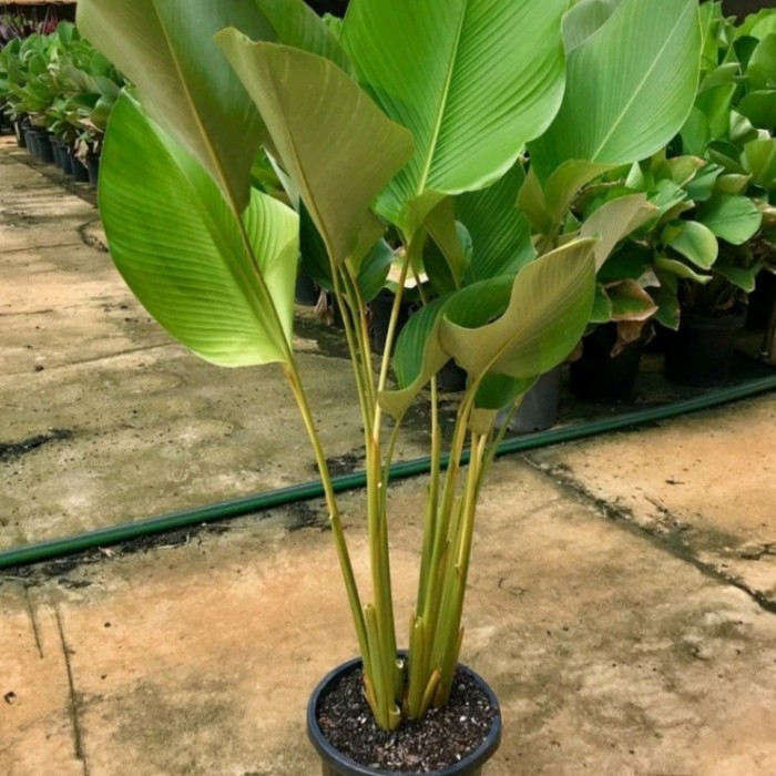 Tanaman Hias Pisang Calathea 1meter