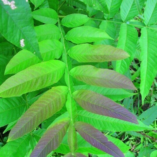 

250 gram daun sungkai segar fresh-menambah imun pencegah virus