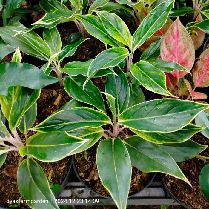 Tanaman Hias Aglonema Lipstik Putih