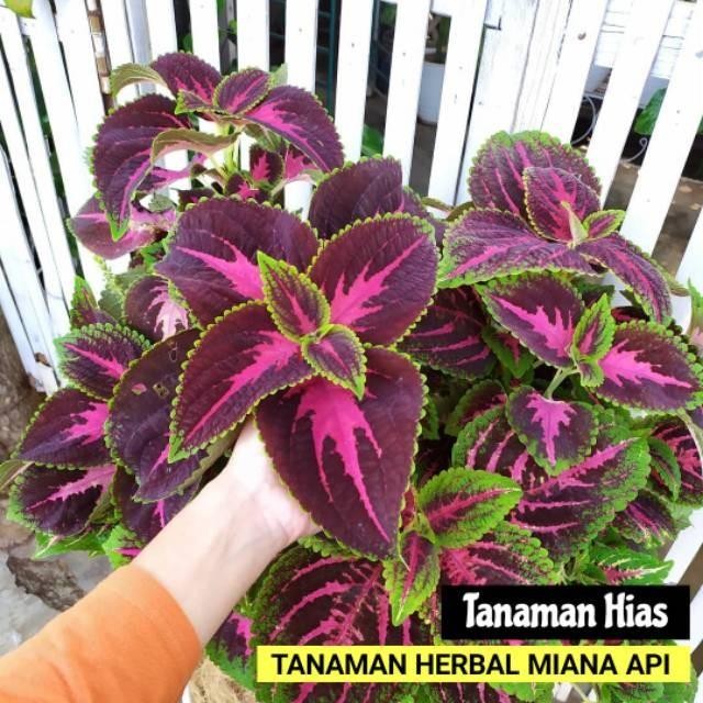 Tanaman hias miana - Tanaman hias pohon miana - Tanaman miana