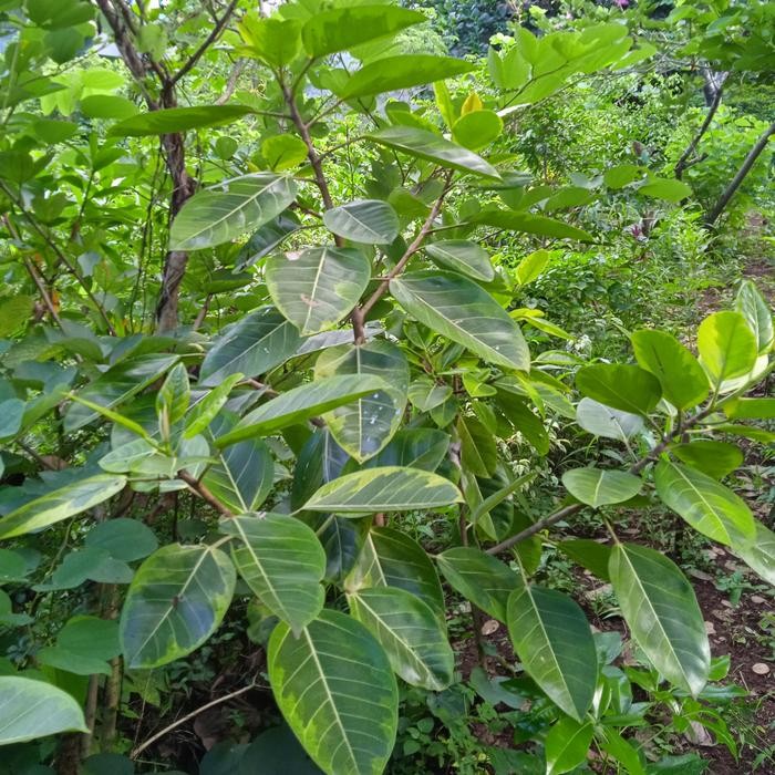 Pohon Beringin Karet Kuning // Karet Golden