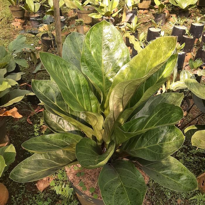 Tanaman hias Anthurium jemani mangkok dewasa