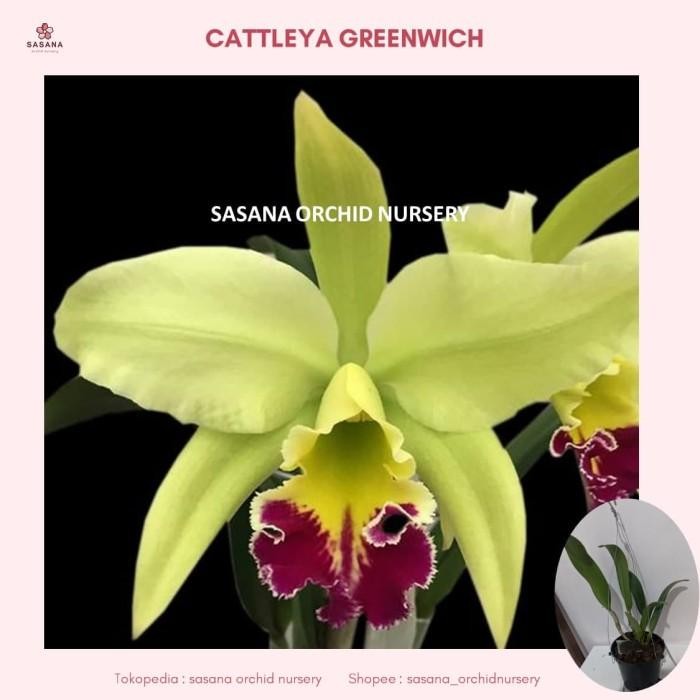 Anggrek Cattleya Greenwich wangi harum - dewasa - dewasa