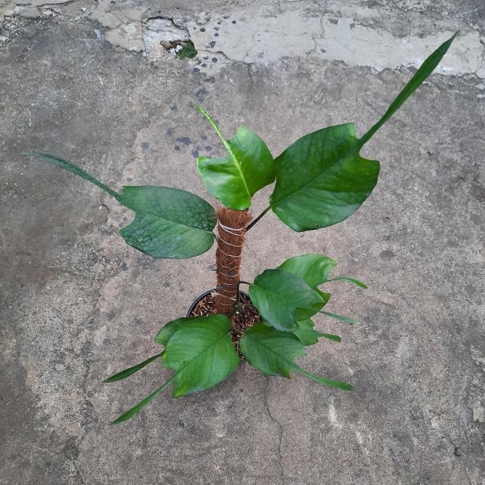 skeleton key tanaman