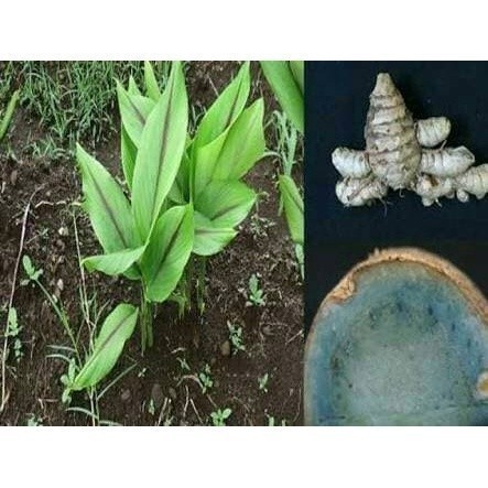 

1kg Temu Hitam segar / ireng/koneng hideung Onokabe_co