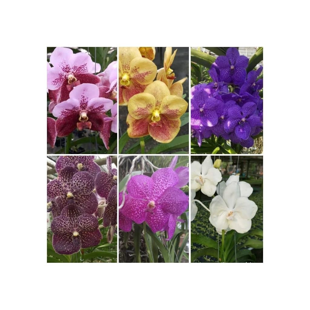 Bibit Anggrek Vanda Dalam Botol/Tanaman Anggrek/Bibit Tanaman