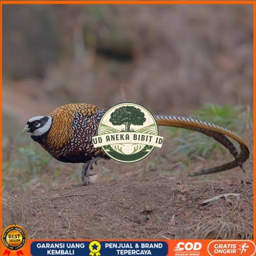 

Telur ayam hias ringneck reeves pheasant fertil asli UD ANEKA BIBIT ID