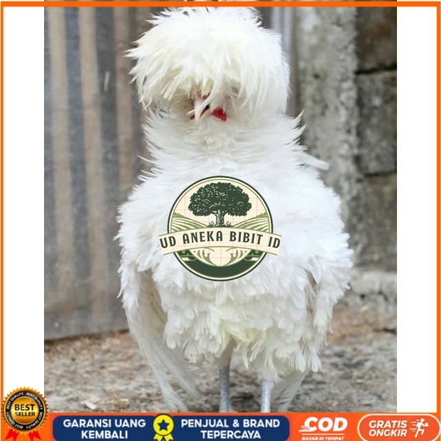 

TELUR TETAS AYAM HIAS POLAND LUCU IMUT MURAH GROSIR UNTUK DI TETASKAN UD ANEKA BIBIT ID