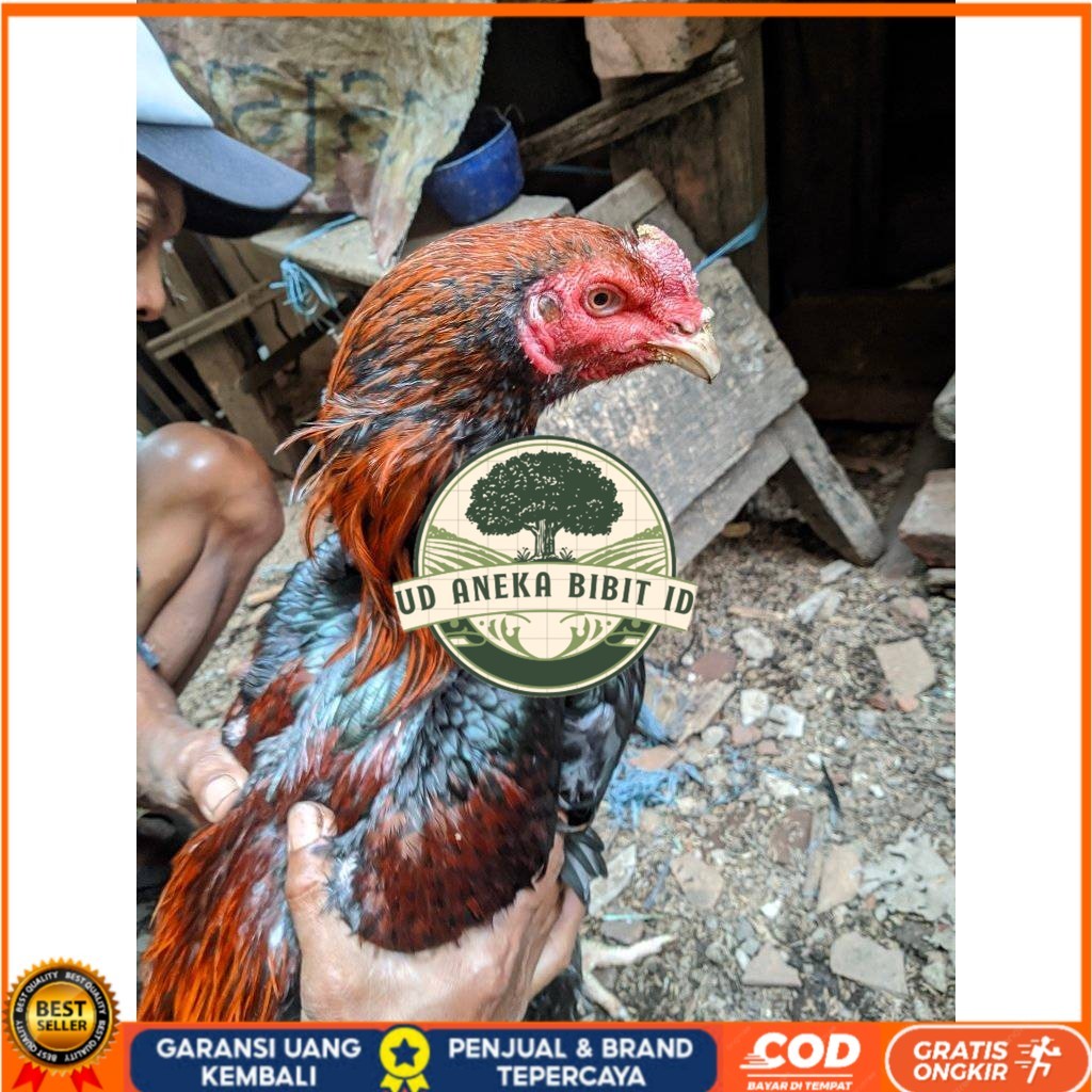 

Telur ayam bangkok shamo brazil / ayam petarung aduan bisa ditetaskan UD ANEKA BIBIT ID