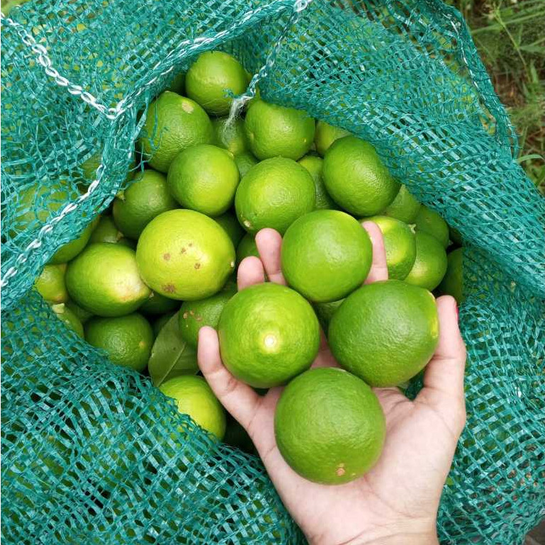 

JERUK NIPIS 1KG SEGAR FRESH